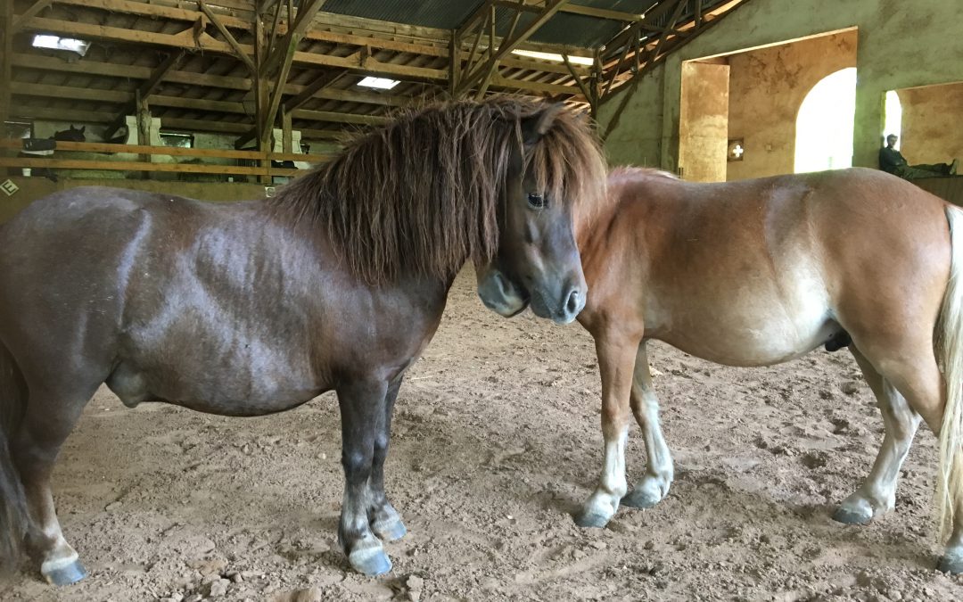 poneys centre equestre des champs forts