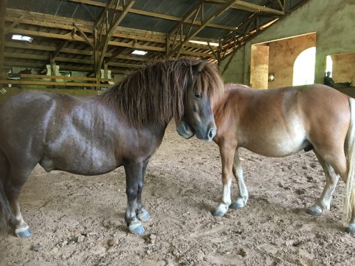 poneys centre equestre des champs forts